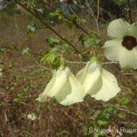 Hibiscus vitifolius L.